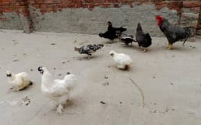Assel/play mouth/white silkie/silver polish/bantam (Hans for sale