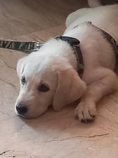 puppy