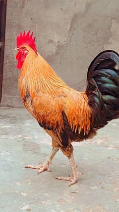 desi murga