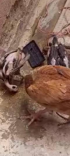 assalam u allikum Bhai pure aseel Madi ha or pure black mushka chick h