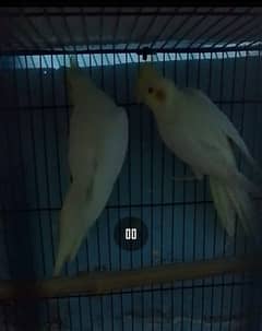 Common white 2 PCs and one pied for sale healthy and active