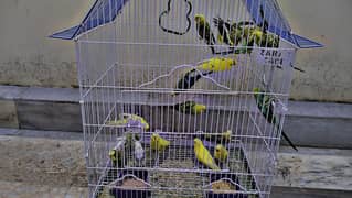 Australian birds