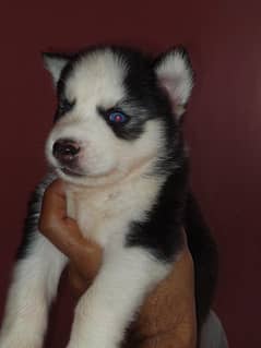 Siberian Husky Puppies for Sale