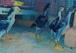 Top quality shamoo chicks healthy and fully active