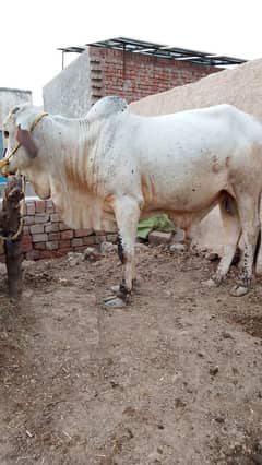 one bachra khira