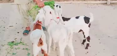 3 Bacchon Ka Sath Desi Bakri For Sale,+03228068296
