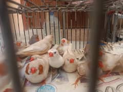 Finches