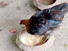 Hens