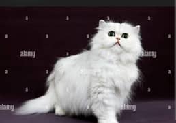 Cute Persian Male