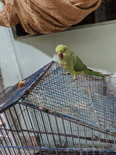 green parrot