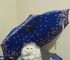 Pure White double coated semi Punch Face Blue eyes