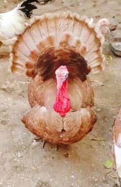 Red turkey breeder trio (2+1)