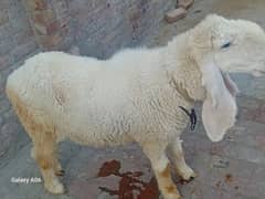 Kajli pad 1 month cross