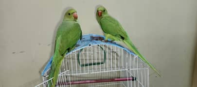 4 month  pair parrot