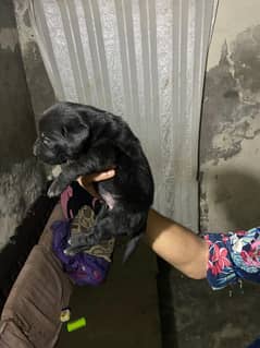 labra