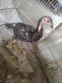 aseel chicks in reasonable price