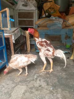 High quality shamo pair or aseel patha
