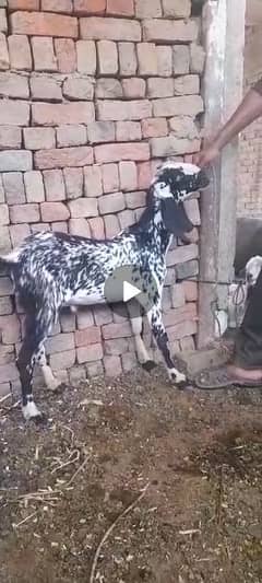 kheera
