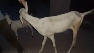 goat for sale