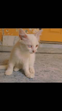 kitties