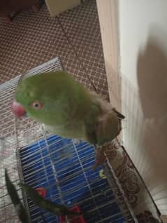 Green talking parrot
