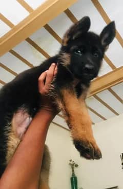 male female both are available