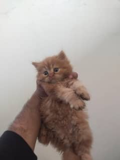 Kittens For Sale Per Piece 8k