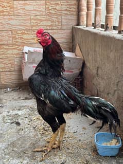 mushka Lasani