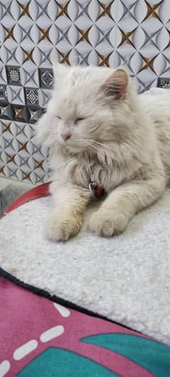 Persian
