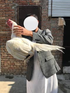mianwali breeder pair | pure aseel hen |white paper heera aseel chicks