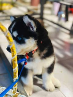 Siberian husky