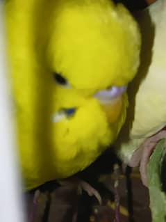 Budgies
