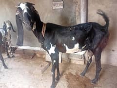 betel bakri