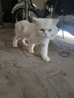 Persion cat