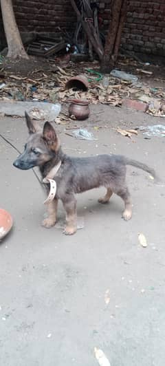 German Shepherd with bugiyari karos