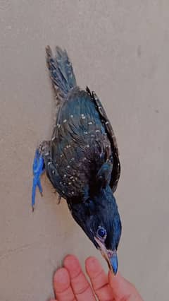 black quail