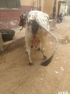 2 daant gabban 8 month kee cow
