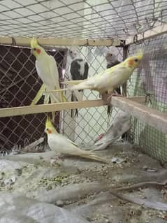 cockatiel