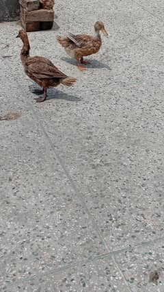 Ducks Female