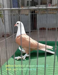 karbalai lahori pouter setinet
