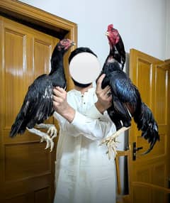 mianwali breeder pair/high quality/Paper white hen/heera aseel chicks