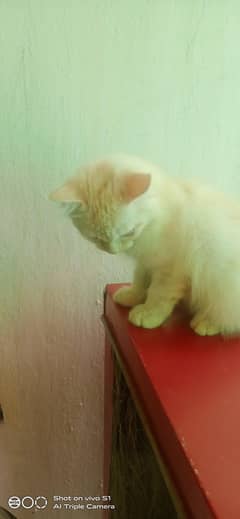 persion cat
