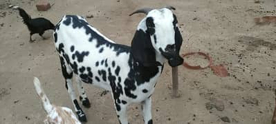 Bakri sath bacha