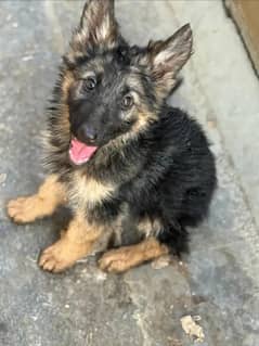 Pink pedigree German shepherd puppy.
