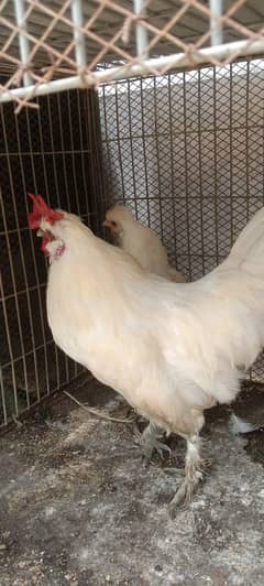 aseel or golden buf and bantum ghar ki breed ha arjand sale karni ha