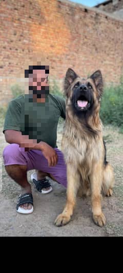 Gsd long coat male for st*d
