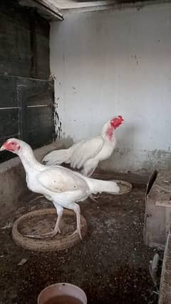 Aseel Heera pair for sale