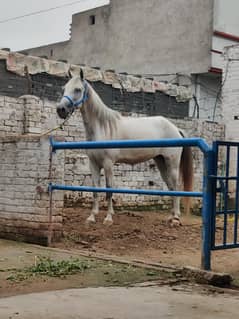 Arabic+Desi Mix ghori hai sawi hai bohat pyari ghodi hai bachon ka liy