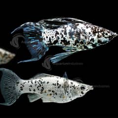 Molly fish and Guppy fish and also their babies are available