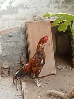 aseel mianwali